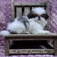 Ligeia, a female Japanese Chin for sale in Johnson City, TN – Photo 6 of 10