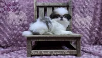 Ligeia, a female Japanese Chin for sale in Johnson City, TN – Photo 6 of 10
