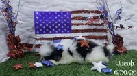 Jacob, a male Japanese Chin for sale in Johnson City, TN – 4 of 5