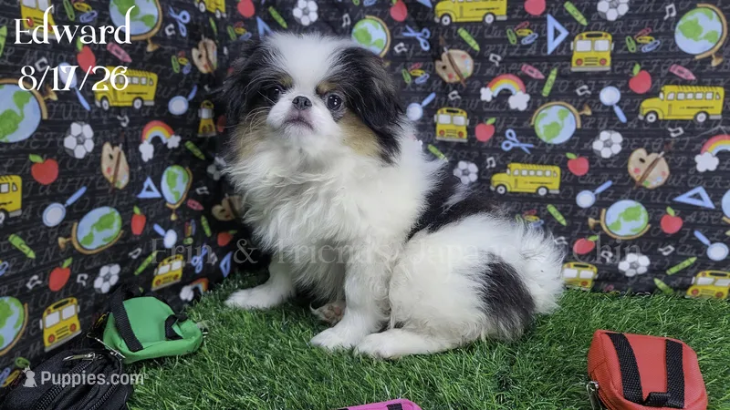 Edward – Japanese Chin puppy for sale in Johnson City, TN