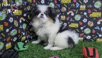 Edward, a male Japanese Chin for sale in Johnson City, TN – 1 of 10