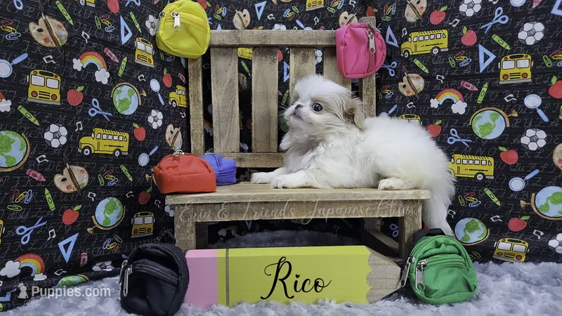 Rico – Japanese Chin puppy for sale in Johnson City, TN