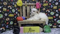 Rico, a male Japanese Chin for sale in Johnson City, TN – 1 of 5