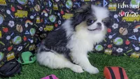 Edward, a male Japanese Chin for sale in Johnson City, TN – 4 of 10