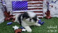 Edward, a male Japanese Chin for sale in Johnson City, TN – 3 of 5