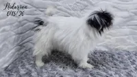 Nidorina, a female Japanese Chin for sale in Johnson City, TN – 5 of 6