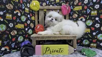 Private, a male Japanese Chin for sale in Johnson City, TN – 3 of 5