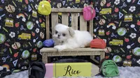 Rico, a male Japanese Chin for sale in Johnson City, TN – 2 of 5