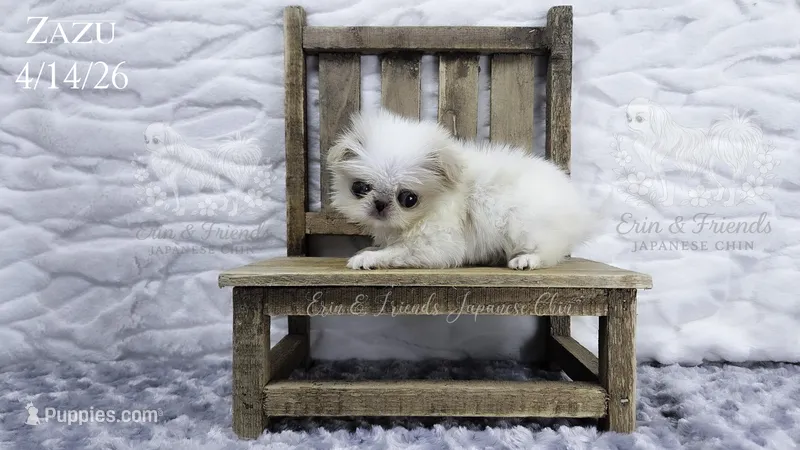 Zazu – Japanese Chin puppy on hold in Johnson City, TN