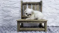 Zazu, a male Japanese Chin for sale in Johnson City, TN – 1 of 5