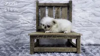 Zazu, a male Japanese Chin for sale in Johnson City, TN – 5 of 5