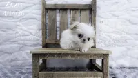 Zazu, a male Japanese Chin for sale in Johnson City, TN – 2 of 5