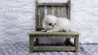 Zazu, a male Japanese Chin for sale in Johnson City, TN – 4 of 5