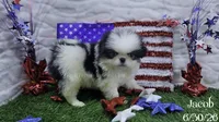 Jacob, a male Japanese Chin for sale in Johnson City, TN – 3 of 5