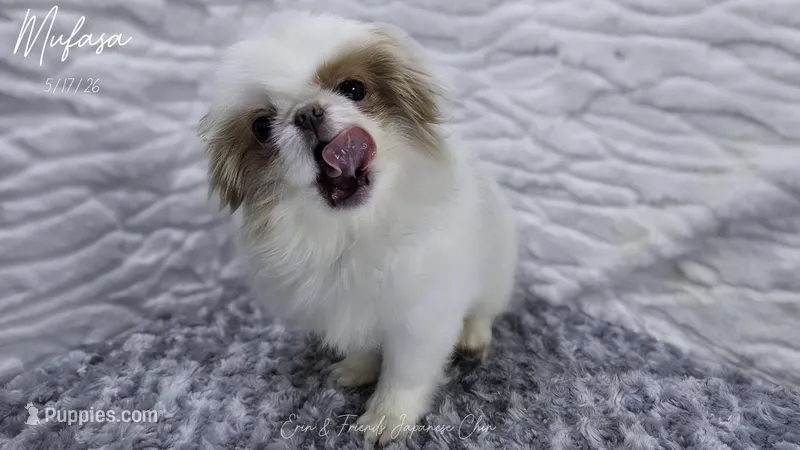 Mufasa – Japanese Chin puppy for sale in Johnson City, TN