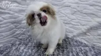 Mufasa, a male Japanese Chin for sale in Johnson City, TN – 1 of 10