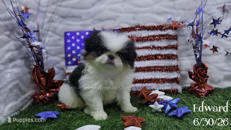 Edward – Japanese Chin puppy for sale in Johnson City, TN