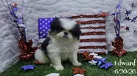 Edward, a male Japanese Chin for sale in Johnson City, TN – 1 of 5