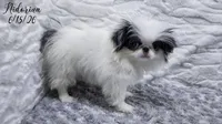 Nidorina, a female Japanese Chin for sale in Johnson City, TN – 3 of 6
