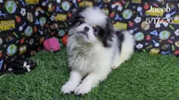 Jacob, a male Japanese Chin for sale in Johnson City, TN – 3 of 9