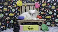 Rico, a male Japanese Chin for sale in Johnson City, TN – 4 of 5