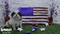 Bandit, a male Japanese Chin for sale in Johnson City, TN – 4 of 6