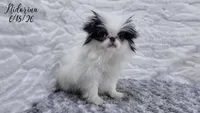Nidorina, a female Japanese Chin for sale in Johnson City, TN – 2 of 6