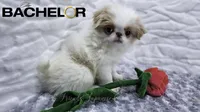 Valentino, a male Japanese Chin for sale in Johnson City, TN – 4 of 10