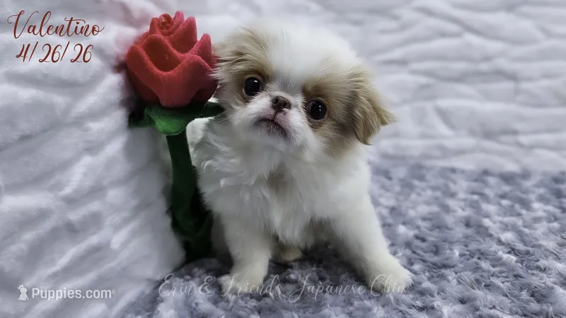 Valentino – Japanese Chin puppy for sale in Johnson City, TN