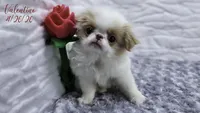 Valentino, a male Japanese Chin for sale in Johnson City, TN – 1 of 10