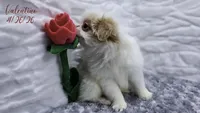 Valentino, a male Japanese Chin for sale in Johnson City, TN – 3 of 10