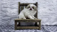 Valentino, a male Japanese Chin for sale in Johnson City, TN – 5 of 10