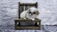 Valentino, a male Japanese Chin for sale in Johnson City, TN – 8 of 10