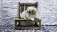 Valentino, a male Japanese Chin for sale in Johnson City, TN – 7 of 10