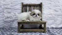 Valentino, a male Japanese Chin for sale in Johnson City, TN – 9 of 10