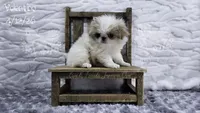 Valentino, a male Japanese Chin for sale in Johnson City, TN – 6 of 10