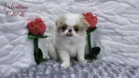 Valentino, a male Japanese Chin for sale in Johnson City, TN – 2 of 10
