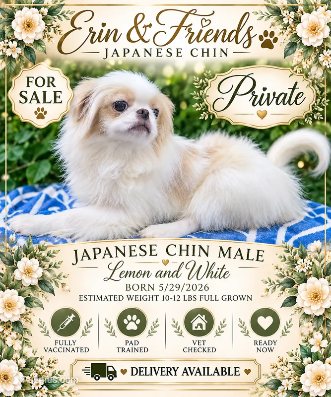 Private – Japanese Chin puppy for sale in Johnson City, TN