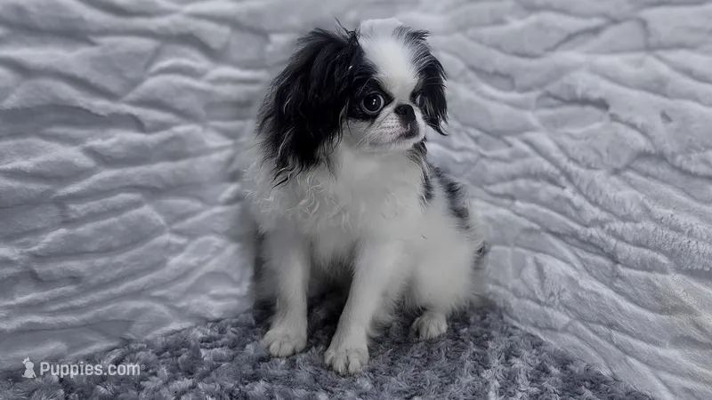 Q – Japanese Chin puppy for sale in Johnson City, TN