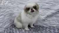 Mufasa, a male Japanese Chin for sale in Johnson City, TN – 5 of 10