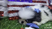 Jacob, a male Japanese Chin for sale in Johnson City, TN – 2 of 5