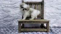 Simba, a male Japanese Chin for sale in Johnson City, TN – 4 of 8