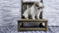 Simba, a male Japanese Chin for sale in Johnson City, TN – 5 of 8