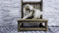 Simba, a male Japanese Chin for sale in Johnson City, TN – 7 of 8