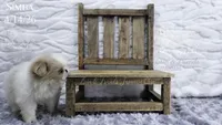Simba, a male Japanese Chin for sale in Johnson City, TN – 3 of 8