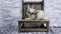 Simba, a male Japanese Chin for sale in Johnson City, TN – 6 of 8