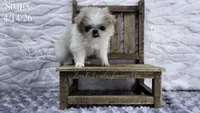 Simba, a male Japanese Chin for sale in Johnson City, TN – 2 of 8