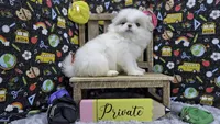 Private, a male Japanese Chin for sale in Johnson City, TN – 4 of 5