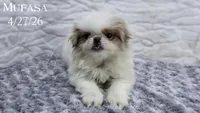 Mufasa, a male Japanese Chin for sale in Johnson City, TN – 7 of 10