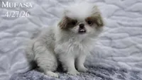 Mufasa, a male Japanese Chin for sale in Johnson City, TN – 6 of 10